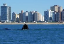 AVISATAJE DE BALLENAS: RECOMENDACIONES PARA DEPORTES NÁUTICOS Y EMBARCACIONES