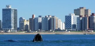 AVISATAJE DE BALLENAS: RECOMENDACIONES PARA DEPORTES NÁUTICOS Y EMBARCACIONES