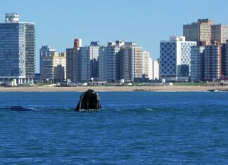 AVISATAJE DE BALLENAS: RECOMENDACIONES PARA DEPORTES NÁUTICOS Y EMBARCACIONES