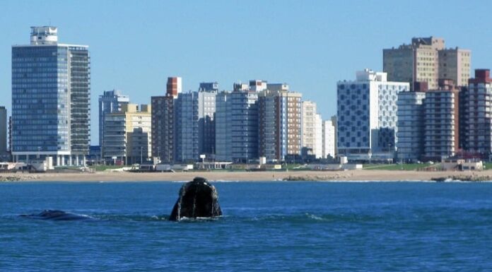 AVISATAJE DE BALLENAS: RECOMENDACIONES PARA DEPORTES NÁUTICOS Y EMBARCACIONES