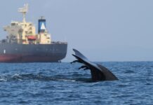 LAS ZONAS CRÍTICAS DE COLISIÓN DE BALLENAS CON BARCOS CASI NO TIENEN MEDIDAS DE PROTECCIÓN