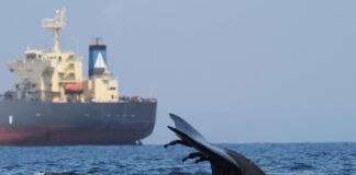 LAS ZONAS CRÍTICAS DE COLISIÓN DE BALLENAS CON BARCOS CASI NO TIENEN MEDIDAS DE PROTECCIÓN