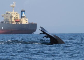 LAS ZONAS CRÍTICAS DE COLISIÓN DE BALLENAS CON BARCOS CASI NO TIENEN MEDIDAS DE PROTECCIÓN