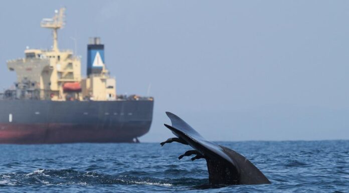 LAS ZONAS CRÍTICAS DE COLISIÓN DE BALLENAS CON BARCOS CASI NO TIENEN MEDIDAS DE PROTECCIÓN