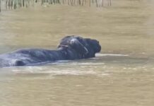 TIGRE: NAVEGABA POR EL DELTA Y SE ENCONTRÓ CON UN BÚFALO EN EL AGUA