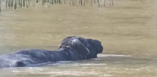 TIGRE: NAVEGABA POR EL DELTA Y SE ENCONTRÓ CON UN BÚFALO EN EL AGUA