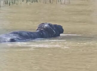TIGRE: NAVEGABA POR EL DELTA Y SE ENCONTRÓ CON UN BÚFALO EN EL AGUA