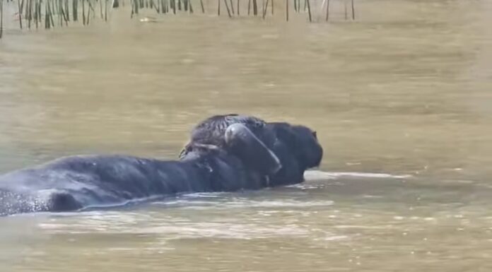 TIGRE: NAVEGABA POR EL DELTA Y SE ENCONTRÓ CON UN BÚFALO EN EL AGUA