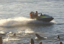 IMPRUDENCIA NÁUTICA: PREFECTURA IDENTIFICÓ A UN HOMBRE POR MANIOBRAS PELIGROSAS CERCA DE LOS LOBOS MARINOS