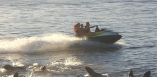 IMPRUDENCIA NÁUTICA: PREFECTURA IDENTIFICÓ A UN HOMBRE POR MANIOBRAS PELIGROSAS CERCA DE LOS LOBOS MARINOS