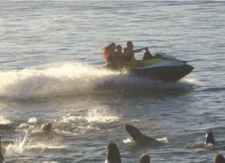 IMPRUDENCIA NÁUTICA: PREFECTURA IDENTIFICÓ A UN HOMBRE POR MANIOBRAS PELIGROSAS CERCA DE LOS LOBOS MARINOS