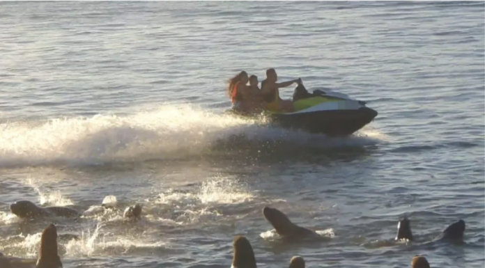 IMPRUDENCIA NÁUTICA: PREFECTURA IDENTIFICÓ A UN HOMBRE POR MANIOBRAS PELIGROSAS CERCA DE LOS LOBOS MARINOS