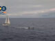 VIDEO – IMPACTANTE INTERCEPCIÓN EN EL ATLÁNTICO: 600 KILOS DE DROGA EN UN VELERO CERCA DE TENERIFE