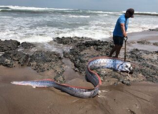 APARECE UN ARENQUE GIGANTE EN UNA PLAYA DE CALIFORNIA, PRESAGIO DE APOCALIPSIS