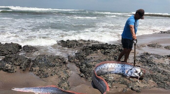 APARECE UN ARENQUE GIGANTE EN UNA PLAYA DE CALIFORNIA, PRESAGIO DE APOCALIPSIS