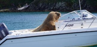 IRLANDA – LA MORSA ERRANTE QUE DUERME EN LOS BARCOS AMARRADOS