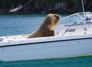 IRLANDA – LA MORSA ERRANTE QUE DUERME EN LOS BARCOS AMARRADOS