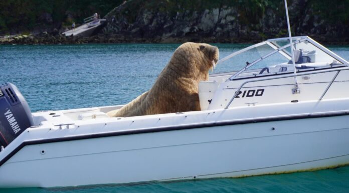 IRLANDA – LA MORSA ERRANTE QUE DUERME EN LOS BARCOS AMARRADOS
