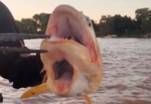PESCARON UN DORADO CON DOS BOCAS EN EL RÍO PARANÁ
