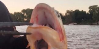 PESCARON UN DORADO CON DOS BOCAS EN EL RÍO PARANÁ