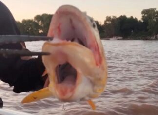 PESCARON UN DORADO CON DOS BOCAS EN EL RÍO PARANÁ
