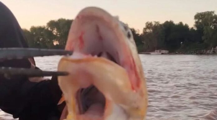 PESCARON UN DORADO CON DOS BOCAS EN EL RÍO PARANÁ