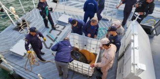 MAR DEL PLATA: PREFECTURA DEVOLVIÓ AL TORTUGO “JORGE” A SU HÁBITAT NATURAL