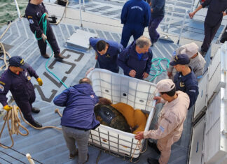MAR DEL PLATA: PREFECTURA DEVOLVIÓ AL TORTUGO “JORGE” A SU HÁBITAT NATURAL