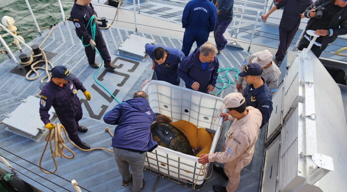 MAR DEL PLATA: PREFECTURA DEVOLVIÓ AL TORTUGO “JORGE” A SU HÁBITAT NATURAL
