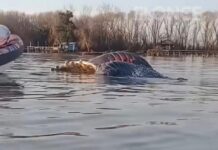 APARECIÓ UNA BALLENA SIN VIDA EN EL RÍO PARANÁ EN ZÁRATE