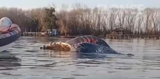 APARECIÓ UNA BALLENA SIN VIDA EN EL RÍO PARANÁ EN ZÁRATE