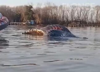 APARECIÓ UNA BALLENA SIN VIDA EN EL RÍO PARANÁ EN ZÁRATE