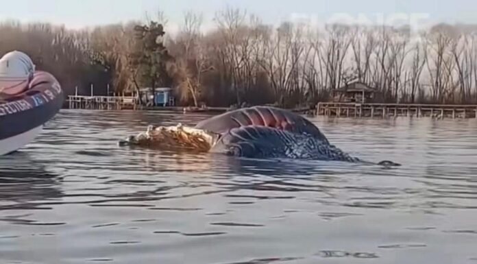 APARECIÓ UNA BALLENA SIN VIDA EN EL RÍO PARANÁ EN ZÁRATE