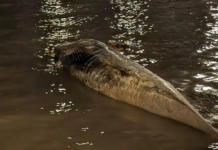 RÍO DE LA PLATA – APARECIÓ UNA NUEVA BALLENA SIN VIDA EN LA ZONA DE COSTANERA NORTE