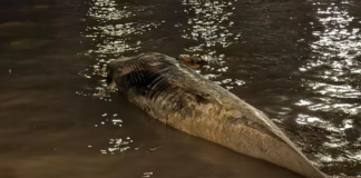 RÍO DE LA PLATA – APARECIÓ UNA NUEVA BALLENA SIN VIDA EN LA ZONA DE COSTANERA NORTE