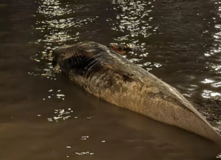 RÍO DE LA PLATA – APARECIÓ UNA NUEVA BALLENA SIN VIDA EN LA ZONA DE COSTANERA NORTE