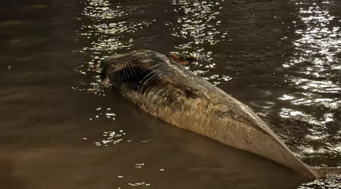 RÍO DE LA PLATA – APARECIÓ UNA NUEVA BALLENA SIN VIDA EN LA ZONA DE COSTANERA NORTE