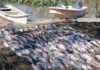 DESMANTELAN CAMPAMENTO DE PESCA ILEGAL EN ESQUINA CON MÁS DE 300 PECES FUERA DE MEDIDA