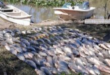 DESMANTELAN CAMPAMENTO DE PESCA ILEGAL EN ESQUINA CON MÁS DE 300 PECES FUERA DE MEDIDA