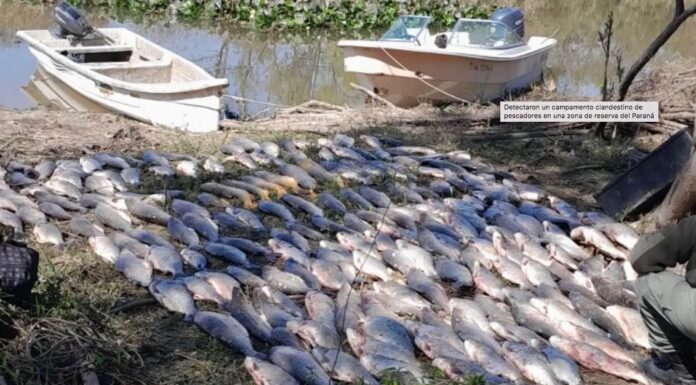 DESMANTELAN CAMPAMENTO DE PESCA ILEGAL EN ESQUINA CON MÁS DE 300 PECES FUERA DE MEDIDA