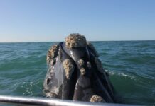MAR DEL PLATA – IMPRESIONANTE AVISTAJE DE BALLENAS A 8 KILÓMETROS DE LA COSTA