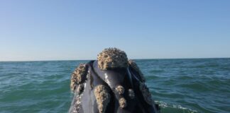 MAR DEL PLATA – IMPRESIONANTE AVISTAJE DE BALLENAS A 8 KILÓMETROS DE LA COSTA
