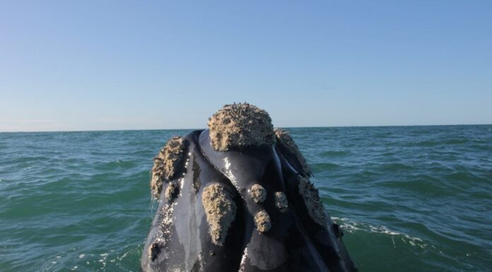 MAR DEL PLATA – IMPRESIONANTE AVISTAJE DE BALLENAS A 8 KILÓMETROS DE LA COSTA
