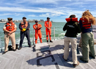 MAR DEL PLATA: PREFECTURA REGRESÓ UNA TORTUGA VERDE MARINA A SU HÁBITAT NATURAL