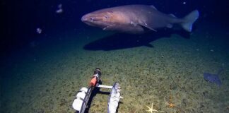 DESCUBREN UN TIBURÓN GIGANTE EN LAS PROFUNDIDADES DEL OCÉANO ANTÁRTICO