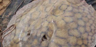 UNA RAYA GIGANTE SORPRENDIÓ A LOS CIENTÍFICOS TRAS RECORRER 170 KILÓMETROS EN EL RÍO PARANÁ.