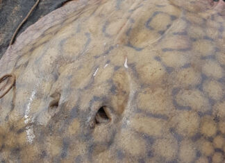 UNA RAYA GIGANTE SORPRENDIÓ A LOS CIENTÍFICOS TRAS RECORRER 170 KILÓMETROS EN EL RÍO PARANÁ.