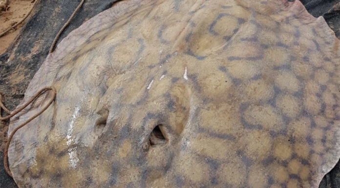 UNA RAYA GIGANTE SORPRENDIÓ A LOS CIENTÍFICOS TRAS RECORRER 170 KILÓMETROS EN EL RÍO PARANÁ.