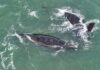 BALLENAS SORPRENDIERON FRENTE A MAR DEL PLATA DURANTE SU MIGRACIÓN HACIA LA PATAGONIA