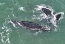 BALLENAS SORPRENDIERON FRENTE A MAR DEL PLATA DURANTE SU MIGRACIÓN HACIA LA PATAGONIA